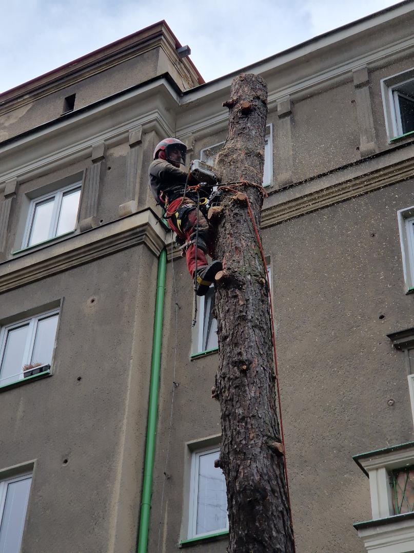 postupné kácení modřínu Havířov